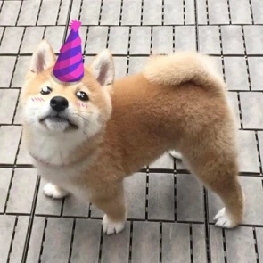 Twitch dizzy-apex-legends Apex Legends Profilbild May 2025